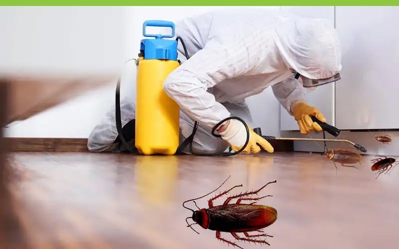 Effective cockroach Pest Control Services